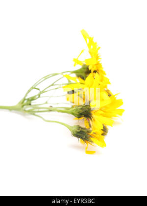 crepis flower on a white background Stock Photo