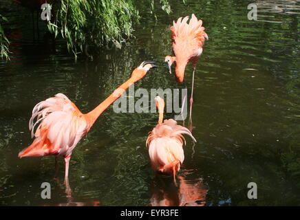 Three spunky American or Caribbean flamingos  (Phoenicopterus ruber) fighting, tempers flaring Stock Photo