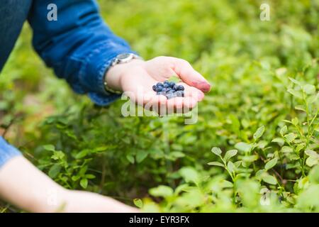 Blueberry bushes in the forest and woman hands picking blueberries. Close up of forest fruits Stock Photo