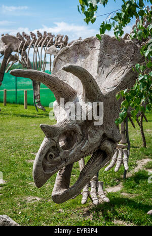 Triceratops skeleton outdoors Stock Photo