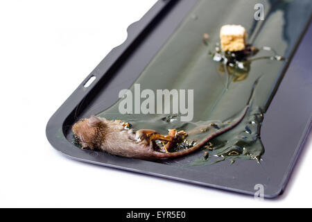 Dead little mouse on trapped tray on white background and clipping path Stock Photo