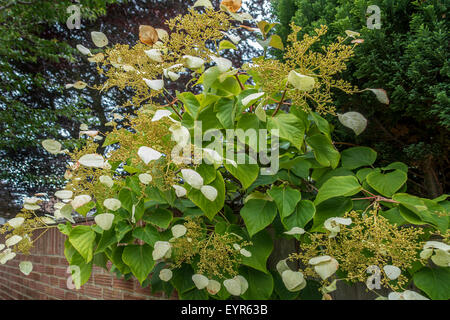 Japanese Hydrangea Vine Schizophragma Hydrangeoides Stock Photo