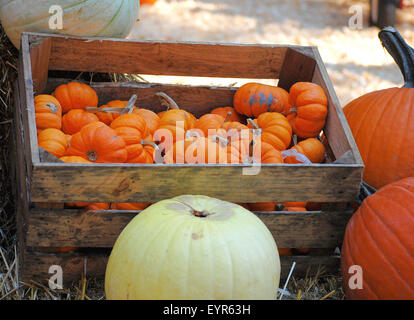Mini pumpkins in a wooden crate Stock Photo