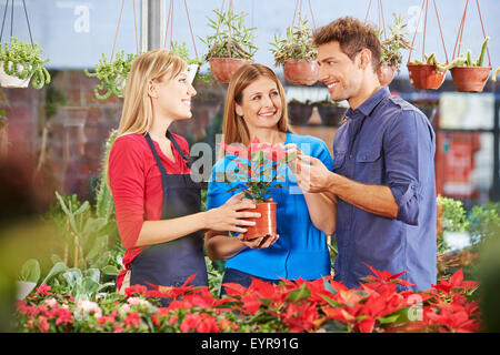 Couple with poinsettia looking for consultation in a nursery shop Stock Photo