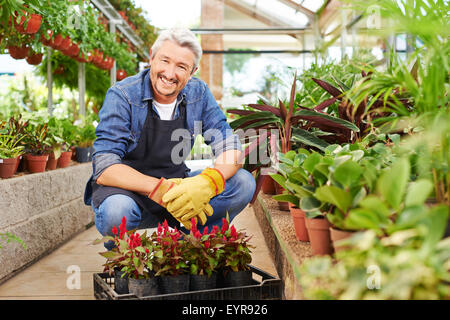Smiling elderly gardener sitting with crate of woolflower in a greenhouse Stock Photo