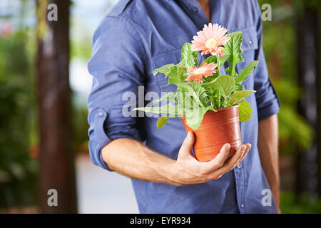 Hand of a man holding a flower pot with gerbera Stock Photo