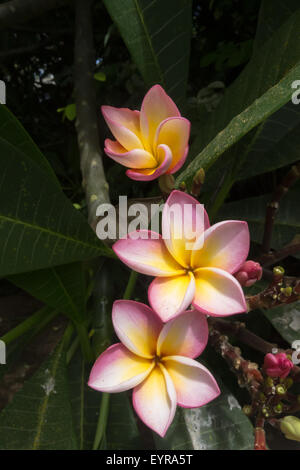 Mauritius. Frangipani flowers. Stock Photo