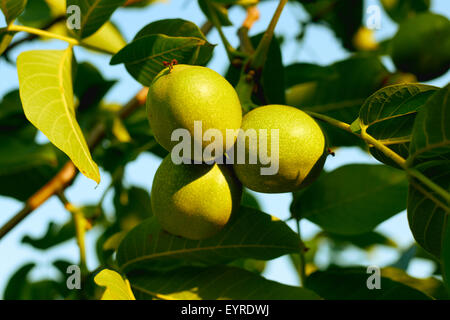Walnuts on a tree at sunset, small dof Stock Photo