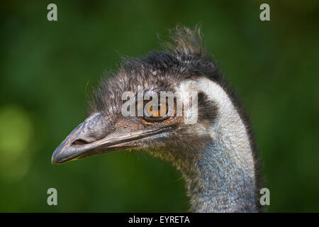 Portrait of an Emu (Dromalus novaehollandiae) Stock Photo