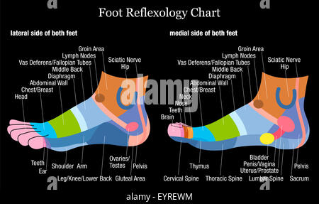 Foot reflexology chart - inside and outside view of the feet - with description of corresponding internal organs and body parts. Stock Photo