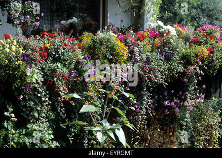 Balkonblumen; BUNT Stock Photo