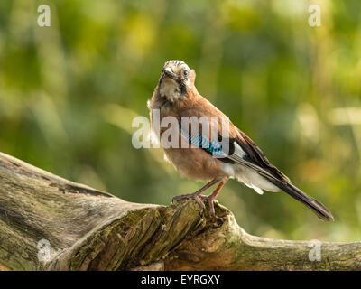 Eurasian Jay depicted perched on an old dilapidated wooden tree stump, bathed in early evening sunlight. WIth ruffled feathers. Stock Photo