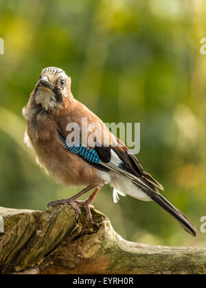 Eurasian Jay depicted perched on an old dilapidated wooden tree stump, bathed in early evening sunlight. With ruffled feathers. Stock Photo