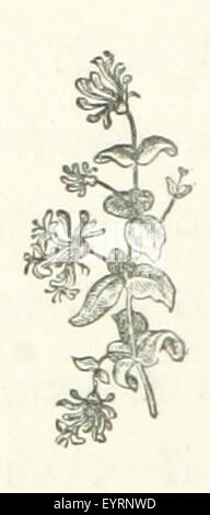 Image taken from page 116 of 'Virginia A Roman Sketch Stock Photo