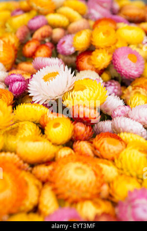 Close up of many colorful strawflowers at famers market Stock Photo