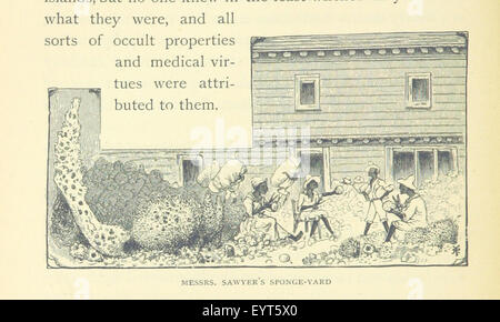 Image taken from page 320 of '[In the Trades, the Tropics, & the Roaring Forties ... With 292 illustrations ... after drawings by R. T. Pritchett.]' Image taken from page 320 of '[In the Trades, the Stock Photo