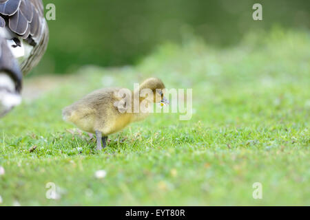 grey goose, Anser anser, fledglings, meadow, side view, standing Stock Photo