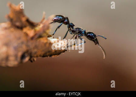 A Bullet ant walking looking for food