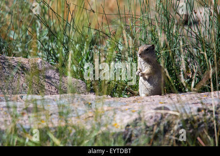 Yellowstone National Park, Wyoming - Uinta Ground Squirrel. Stock Photo