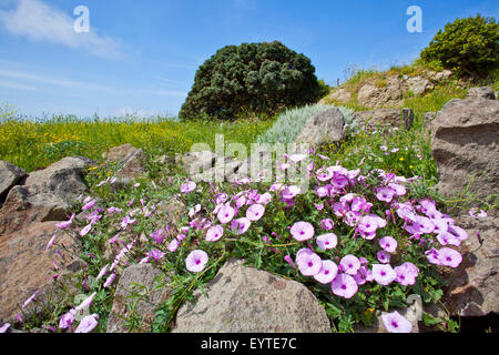 Italy, Sardinia, blooming Macchia Stock Photo