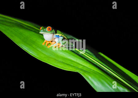 A male Red-eyed Tree Frog calling Stock Photo