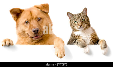 Dog and Cat above white banner looking at camera Stock Photo