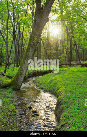 Black Bear, Cades Cove, Great Smoky Mountains National Park, Tennessee, USA Stock Photo