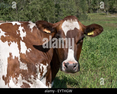 Swedish Red & White Dairy Cow resting, green pasture. Stock Photo