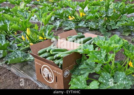 Zucchini harvest, vegetable in packing boxes,  Alaska Grown. Stock Photo