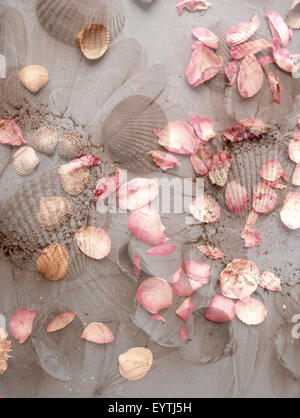 Photomontage of mussels, rose petals and sunflower Stock Photo