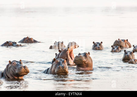 A bloat of hippopotamuses (or hippopotami), Hippopotamus amphibius, in a lake in the Okavango Delta, Botswana, southern Africa Stock Photo