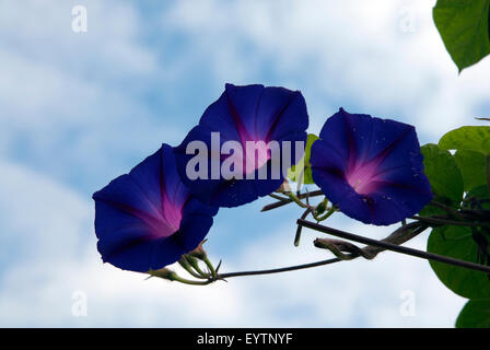 Purple flowering Morning Glory set against a blue cloudy sky, Bath Spa, Somerset England UK Stock Photo