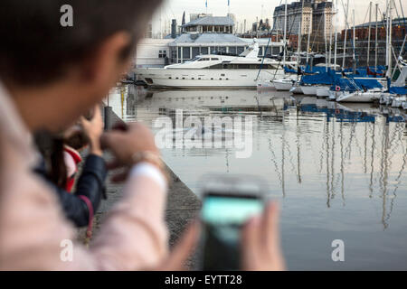 Buenos Aires, Argentina. 3rd Aug, 2015. People watch a whale in the Rio de la Plata, in the dock 4 of Puerto Madero, in Buenos Aires city, capital of Argentina, on Aug. 3, 2015. A whale entered dock 4 in the Puerto Madero area, in Buenos Aires, confirmed officially on Monday the Coast Guard (PNA, for its acronym in Spanish). Pablo Fioramontti, President of the oganization Whaler Guides of Puerto Piramides, consulted by several local radio stations, said that the event is a 'wierd situation, out of the ordinary'. Credit:  Martin Zabala/Xinhua/Alamy Live News Stock Photo