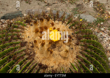 Echinocereus rigidissimus, Rainbow Hedgehog Cactus at Mitla, Mexico Stock Photo