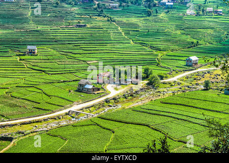 landscape of beautiful green potato fields or farmland on terraced highland at Daman, Palung, Nepal Stock Photo