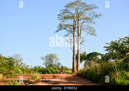 Two women walking by very tall trees in Angola and carrying baskets on their head Stock Photo