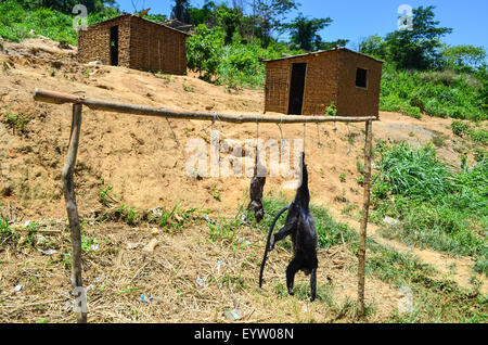 Monkey hanging on a rope as bush meat for sale in an Angolan village Stock Photo