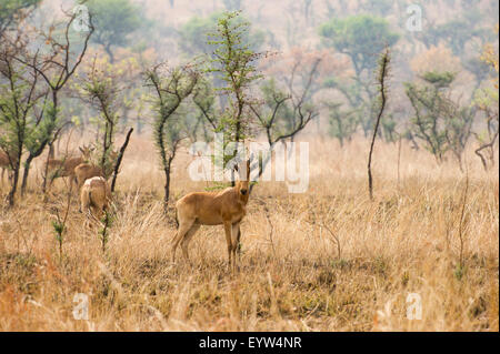 Swayne's hartebeest (Alcelaphus buselaphus swaynei), Maze National Park, Ethiopia Stock Photo