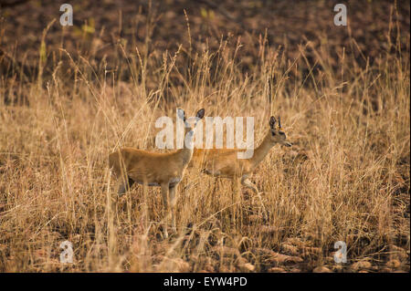 Oribi (Ourebia ourebi), Maze National Park, Ethiopia Stock Photo