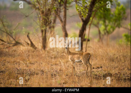 Oribi (Ourebia ourebi), Maze National Park, Ethiopia Stock Photo