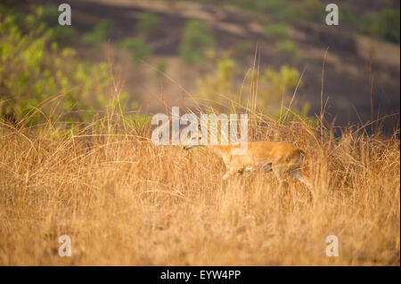 Oribi (Ourebia ourebi), Maze National Park, Ethiopia Stock Photo