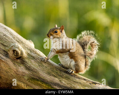 Single Grey Squirrel (Sciurus carolinensis) in natural woodland countryside setting. rendering an US hand-over-heart salute. Stock Photo