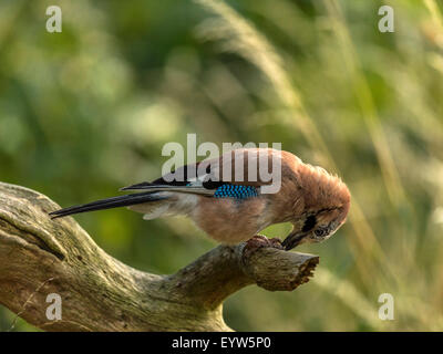Eurasian Jay depicted perched on an old dilapidated wooden tree stump. "Isolated against an illuminated green forest background" Stock Photo