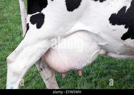 large udder full of milk under black and white cow in green meadow Stock Photo