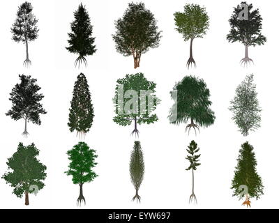 Set or collection of common trees isolated in white background - 3D render Stock Photo