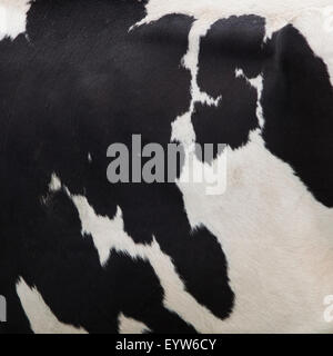square picture of cow side with black and white pattern Stock Photo