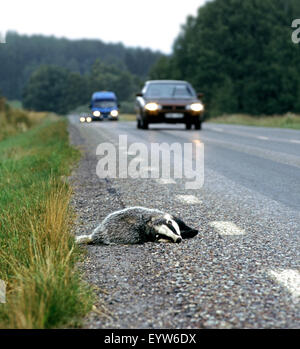 Dead badger on a road in Sweden - presumably struck by a vehicle. Stock Photo