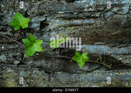 ivy leaves on the stone wall Stock Photo