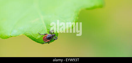 Female tick (Ixodes ricinus) lurking on a leaf of an English oak, English oak or French oak (Quercus robur, Quercus pedunculata) Stock Photo