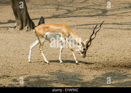 A male Black Buck (Antilope cervicarpa) is grazing, zoo, New Delhi, India Stock Photo